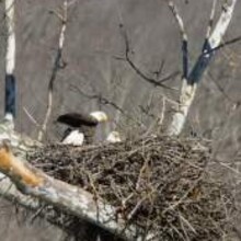 Nesting American Bald Eagles