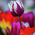 A Tulip Rises Above