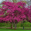 Crabapple Tree in full bloom