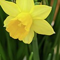 Daffodil - A Study in Yellow 