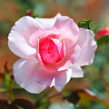 Elegant Single Pink Summer Rose 
