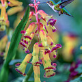 Hummingbird With Yellow Flowers