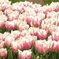 Pastel Tulip Beauties 