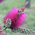 Pink Bottlebrush - Callistemon 2