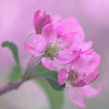 Pink Crabapple Blooms