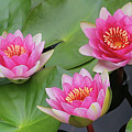 Pink Water Lilies 