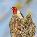 Red Headed Woodpecker In Spring #4