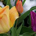 Tulip 36