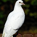 White rock dove Isle of Wight England