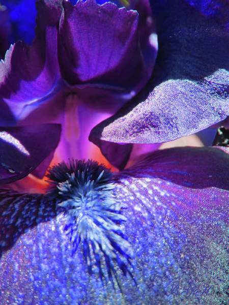 3 of Your Favorite Irises -  Color Photography - Only One Iris in Each Image