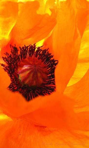 A Single Poppy - Color Photography ONLY