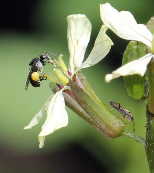Any ADULT Insect on a FLOWER