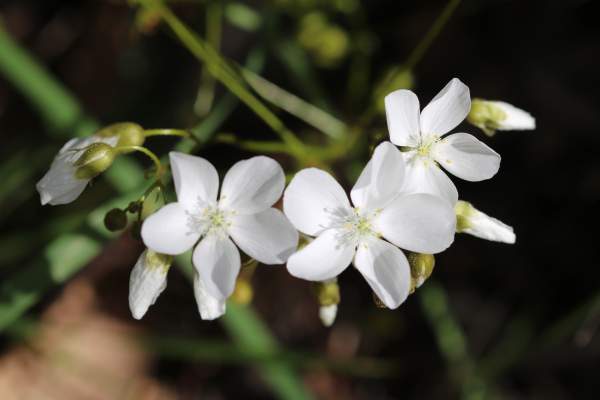 Australian Native WHITE Flowers