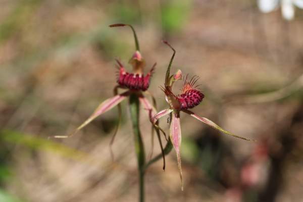 Australian Spider Orchids