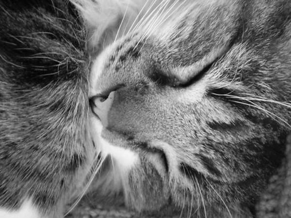 Black And White Photography - Tight Close Up - Cats Face 
