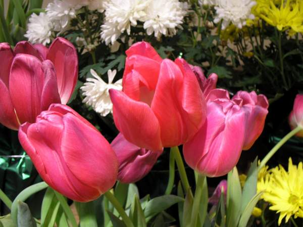 Close Up-tulips- No Centers-stemen