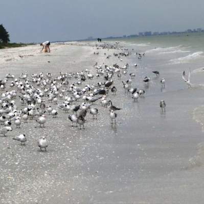 Coastal Birds in Groups