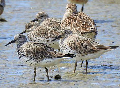 Curlews and Knots in Australia - BIRDS ONLY