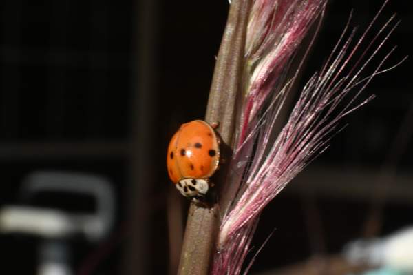 For the love of Ladybugs