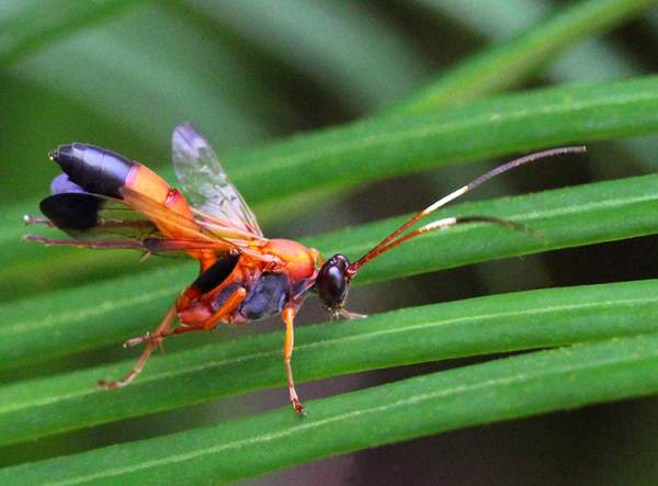 Full Body Image of an ADULT Wasp or Wasps