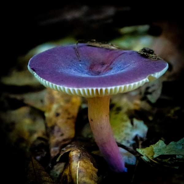 Mushroom Photography