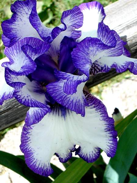 Photography - Real Ruffled Iris Only - No Other Flowers