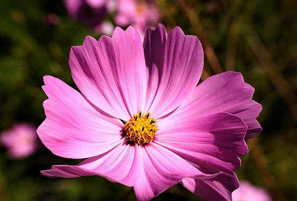 Pink Flower in focus