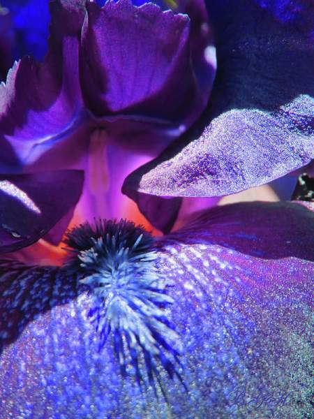 PURPLE Passion - Purple Flowers Only