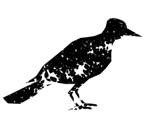 Ravens - Crows - Bats