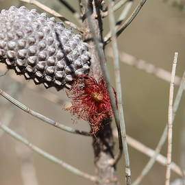 Seed Pods - Australian Native Plants only