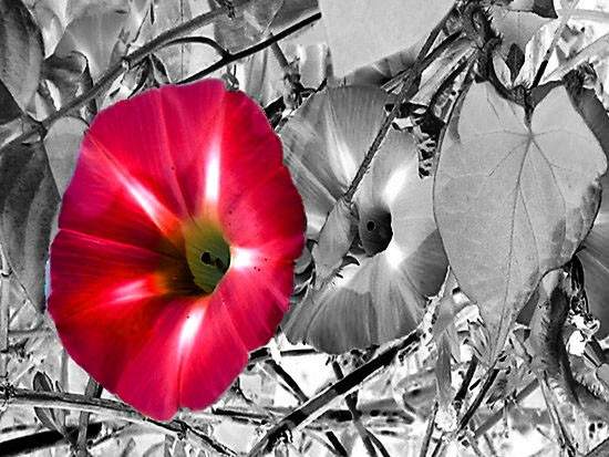 Selective Color - One Item With Color Only