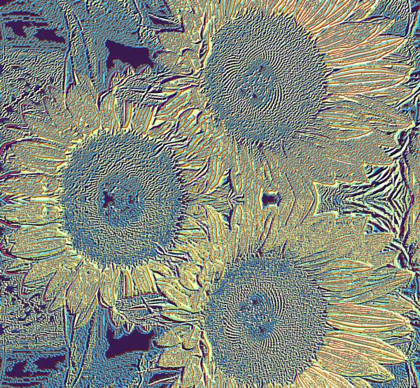 Sunflower Variations
