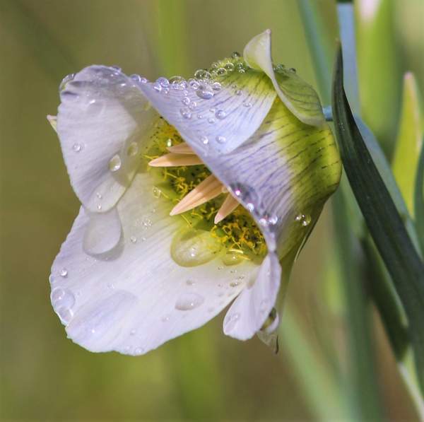 Water Droplet Photography