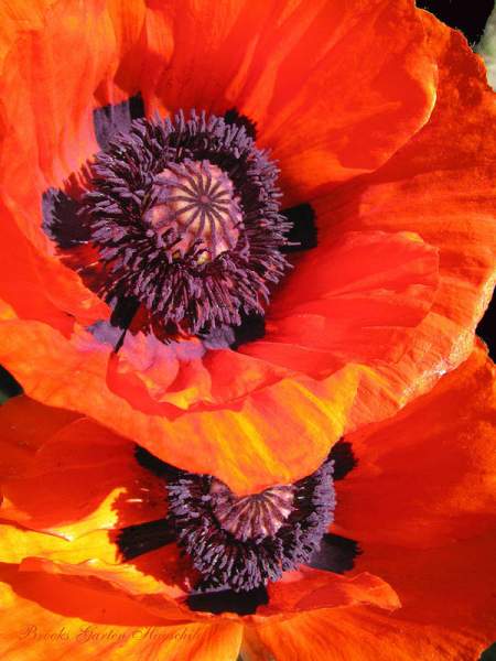 Wild About Poppies - 3 Images - Color - Any Style or Medium
