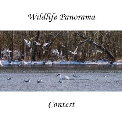 Wildlife Panorama