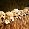 Beauty in Art - READ Whats With The Pups - PHOTOS ...