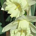 DAFFODILS -  All Styles and Media - Everyone Welco...