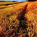 For Amber Waves of Grain - Color Photography - One...