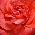 Our Most Beautiful ROSES - Active Members of A Wom...